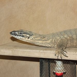 Heath Monitor (Varanus rosenbergi)