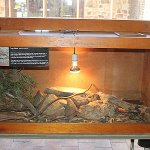 Tree Skink exhibit