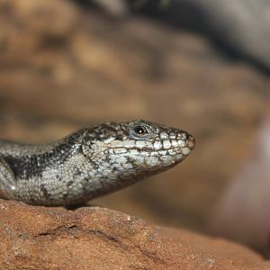 Tree Skink (Egernia striolata)