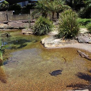 Freshwater Crocodile Enclosure