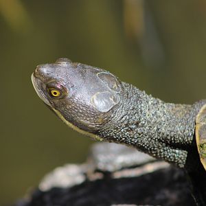 Freshwater Tutle
