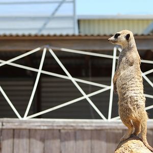 Meerkat