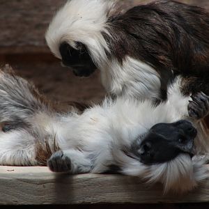 Cotton-Top Tamarins Playing