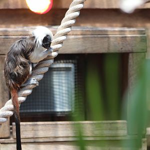 Cotton-Top Tamarin