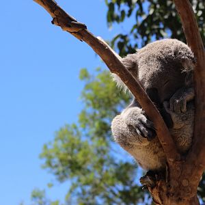 Koala