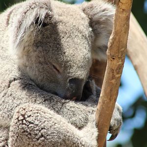 Koala