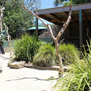One of the 'Koala Sanctuary' Outdoors Enclosure