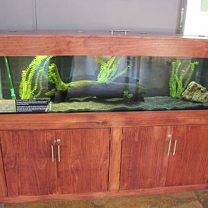 Mountain Galaxias tank