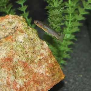 Mountain Galaxias (Galaxias olidus)