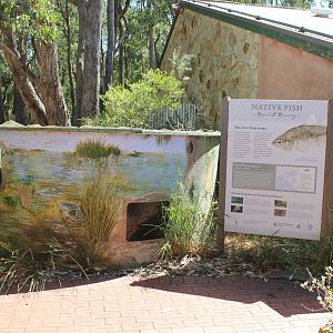 Yarra Pygmy Perch tank