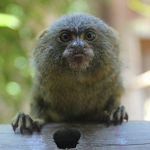 Pygmy Marmoset