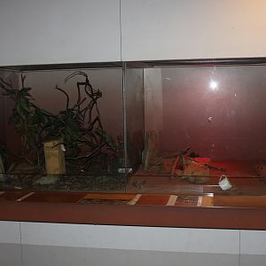 Western Pygmy-possum & Fat-tailed Dunnart enclosures