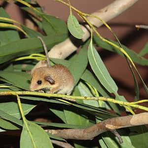 Western Pygmy-possum (Cercartetus concinnus)