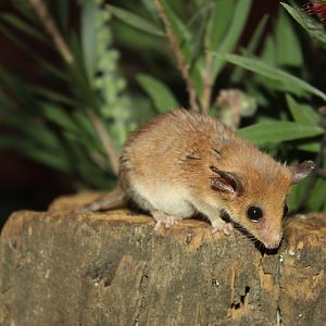 Western Pygmy-possum (Cercartetus concinnus)