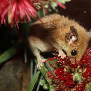 Western Pygmy-possum (Cercartetus concinnus)