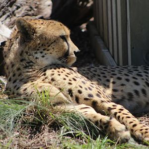 Cheetah