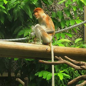 Proboscis monkey