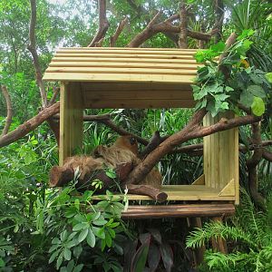 Linnaeus's two-toed sloth  exhibit