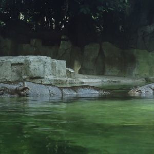 Pygmy hippo