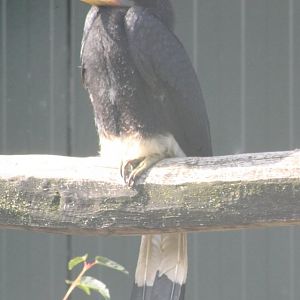 Young Rhinoceros hornbill