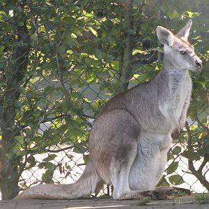 Eastern wallaroo