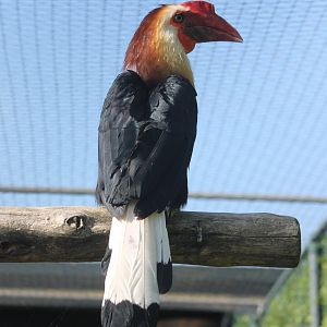 Writhed hornbill - Male