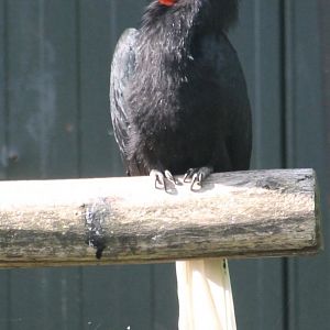 Writhed hornbill - Female