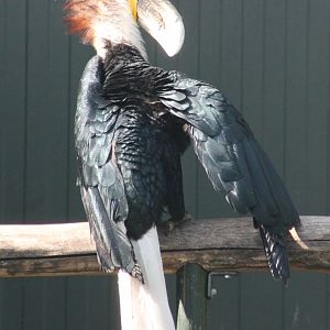 Wreathed hornbill
