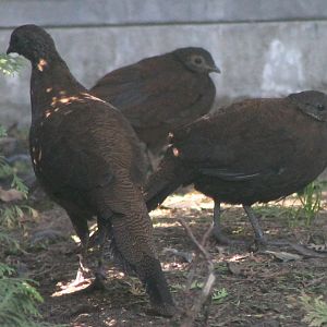 Bronze-tailed peacock-pheasants