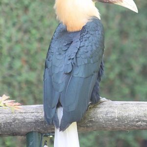 Blyth's hornbill - Male