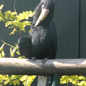 Blyth's hornbill - Female