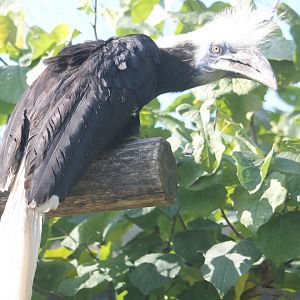 White-crested hornbill - Female