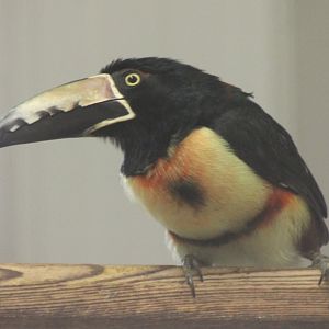 Collared aracari