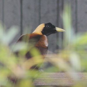 Red bird of paradise