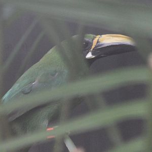 Black-throated toucanet