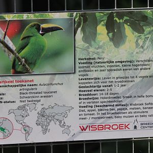 Sign Black-throated toucanet