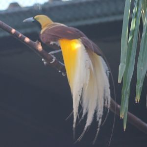 Lesser bird of paradise