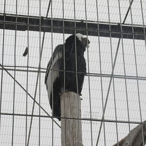 andean condor