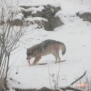 mexican wolf