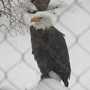 bald eagle