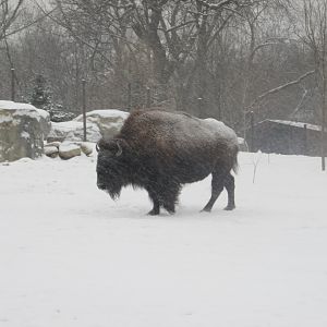 american bison