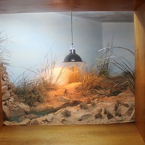 Pygmy Bluetongue enclosure