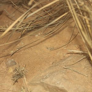 Pygmy Bluetongue (Tiliqua adelaidensis)