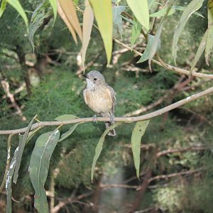 Rufous Whistler (Pachycephala rufiventris)