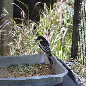 White-winged Triller (Lalage sueurii)