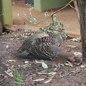 Malleefowl (Leipoa ocellata)