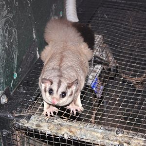 Squirrel Glider (Petaurus norfolcensis)