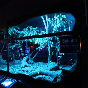 Southern Brown Bandicoot & Common Ringtail Possum enclosure