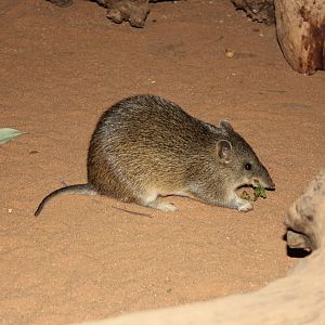 Southern Brown Bandicoot (Isoodon obesulus)