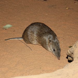 Southern Brown Bandicoot (Isoodon obesulus)